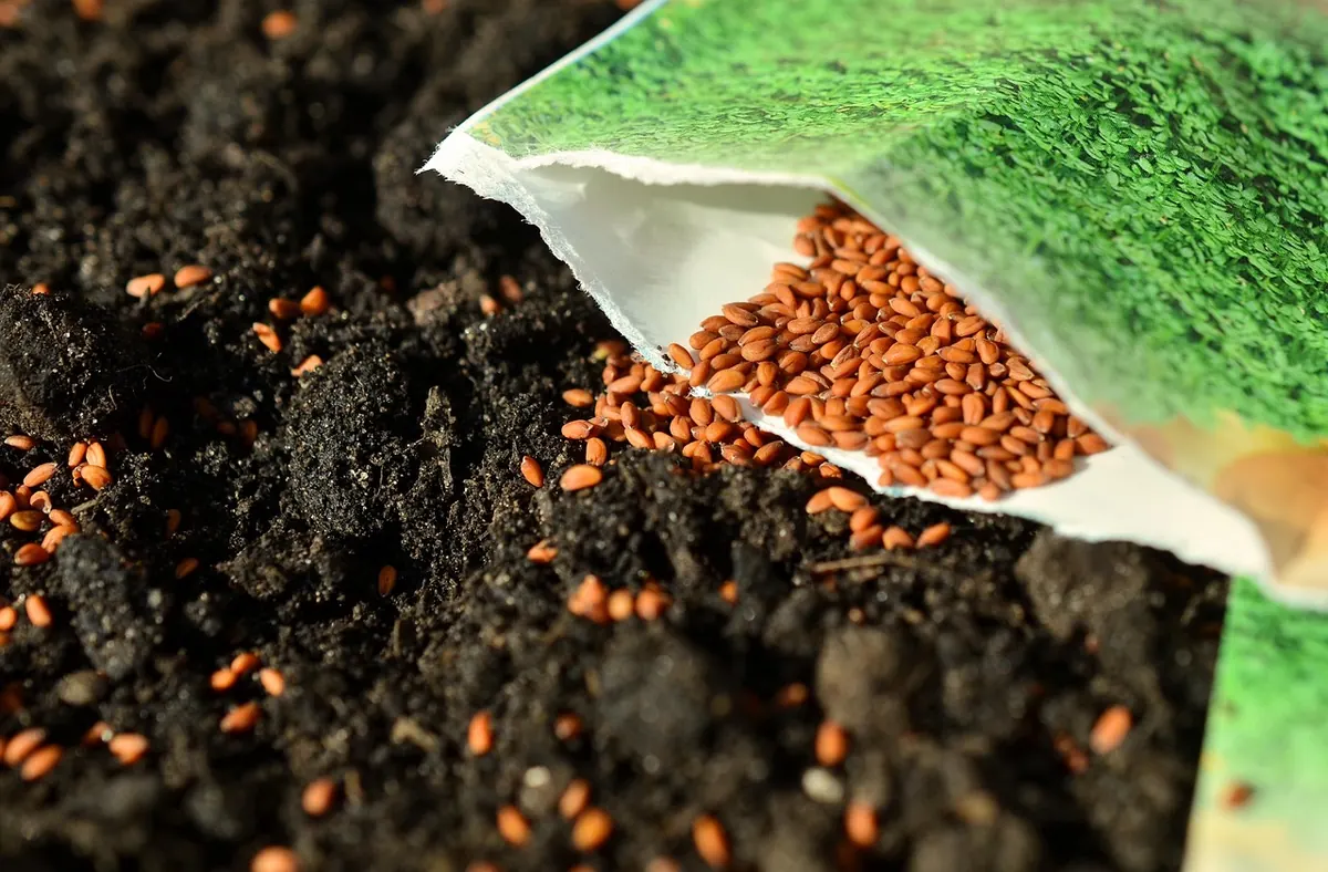 Five Common Mistakes When Sowing a Native Wildflower Patch