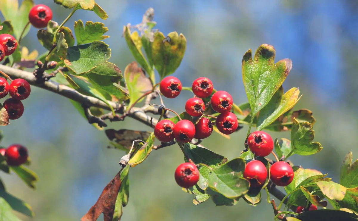 Hawthorn, Blackthorn or Hazel? Choosing a Native Hedge for a Small Garden