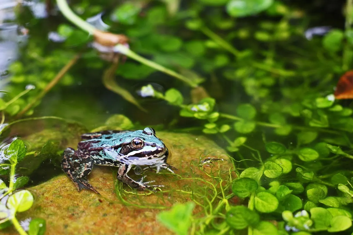 How to Build a Wildlife Pond in a Small Garden, Step by Step