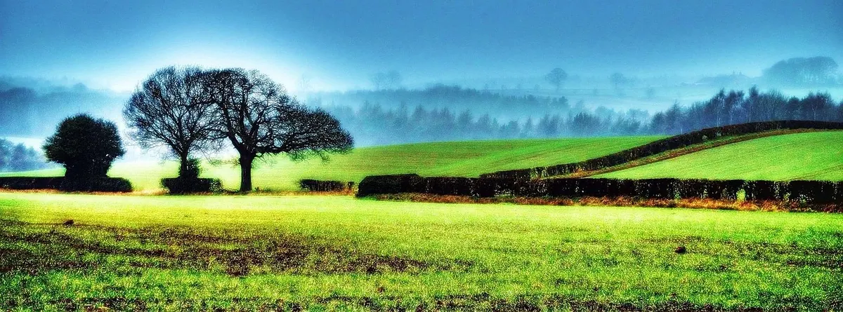 How to Read a Hedgerow: A Seasonal Guide to Structure, Plants and Wildlife