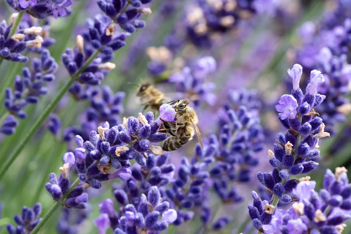 Ten Pollinator-Friendly Plants for a Small British Garden