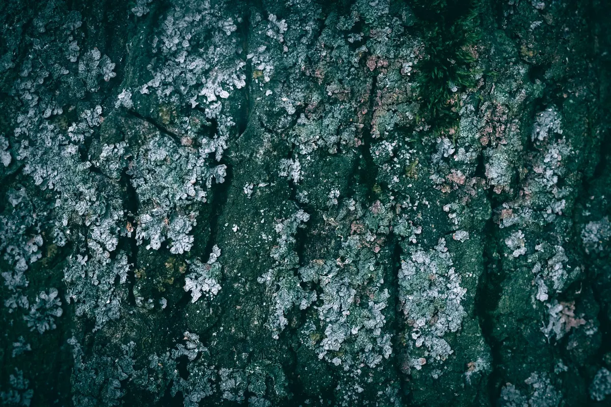 Environment