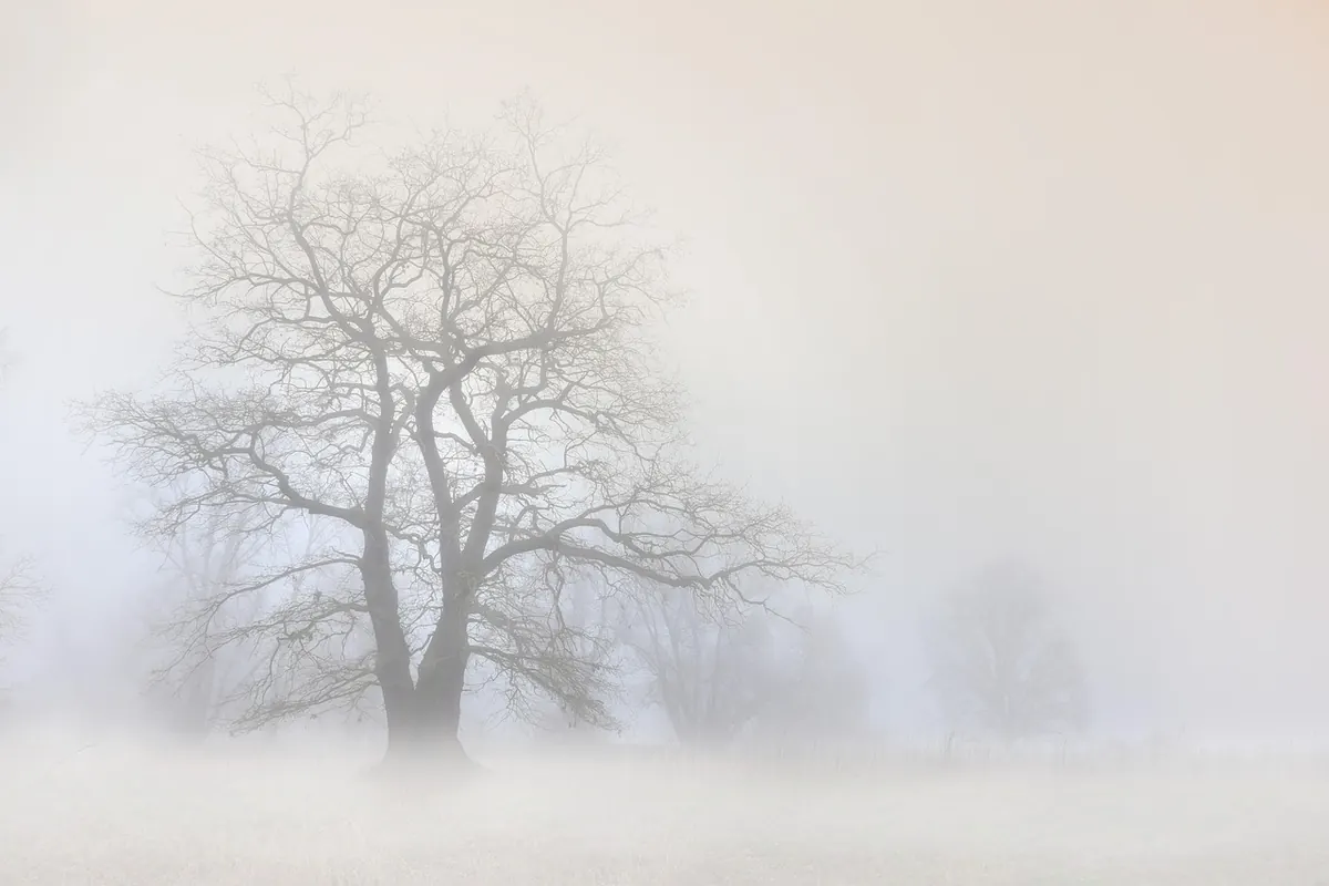 Winter Tree Identification Without Leaves: A Beginner's Walkthrough